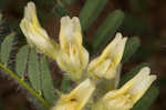 Tennessee milkvetch